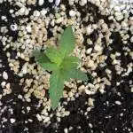 Glueberry OG - NL1