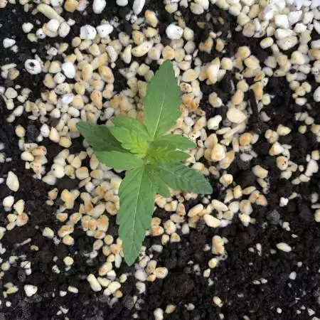 Glueberry OG - NL1