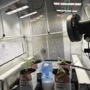 Grow Room 1