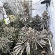 Grow Room 1