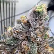 Grow Room 1