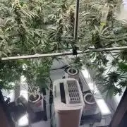 Grow Room 1