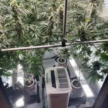 Grow Room 1