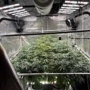 Cap Junky