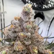 Grow Room 1