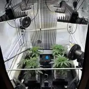 Grow Room 1