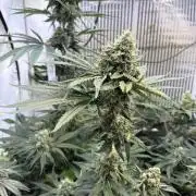 Grow Room 1