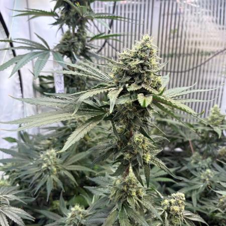 Grow Room 1