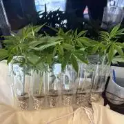 Green420_germany‘s growdiaries