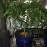 Big Blue Cheese