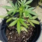 My sweet BLUEBERRIES Auto;)