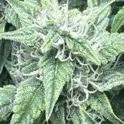 Winter semi full term run