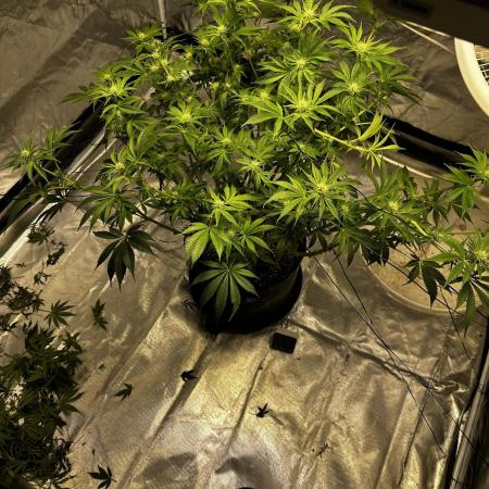 Winter semi full term run