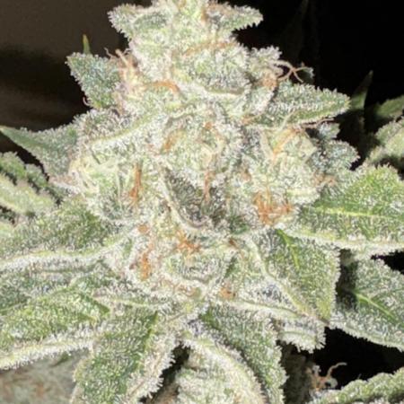 Winter semi full term run