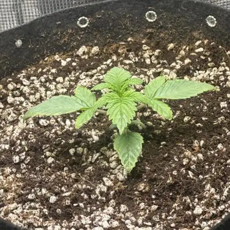 Winter semi full term run