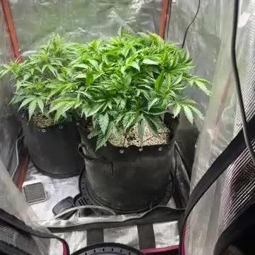 Winter semi full term run