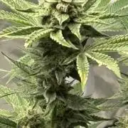 Winter semi full term run