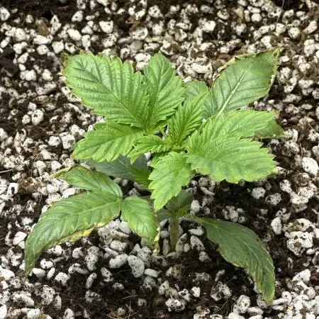 Winter semi full term run