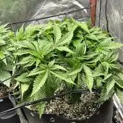 Winter semi full term run