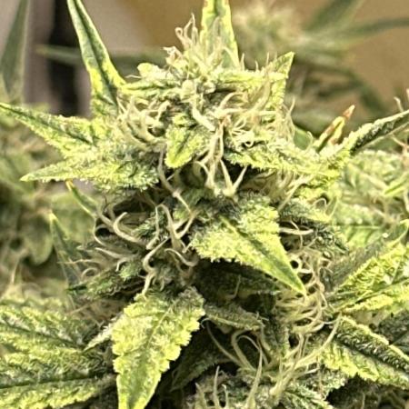 Winter semi full term run