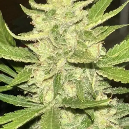 Mixed outdoor summer autoflower grow