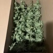 Winter semi full term run