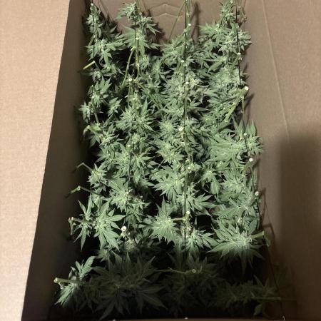 Winter semi full term run