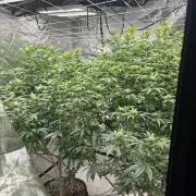 A little help for a friend