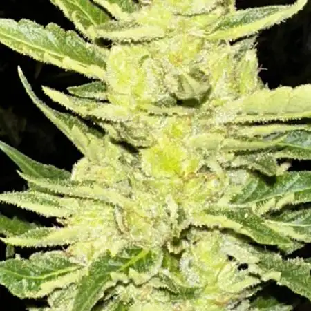 Mixed outdoor summer autoflower grow