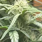 Winter semi full term run