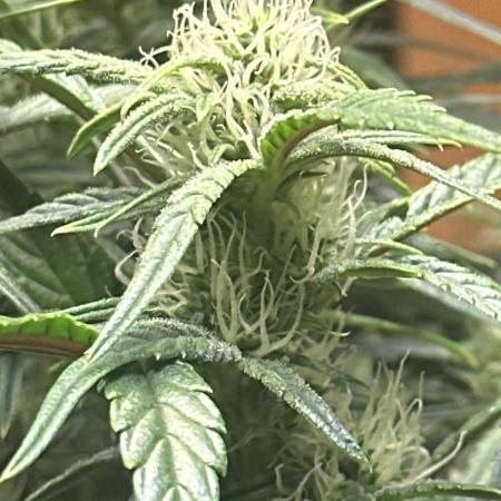 Winter semi full term run