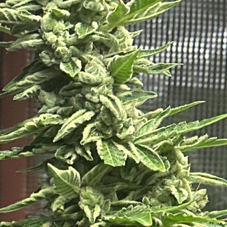 Mixed outdoor summer autoflower grow