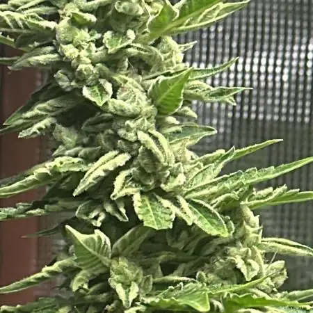 Mixed outdoor summer autoflower grow