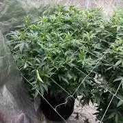 A little help for a friend