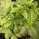 Winter semi full term run