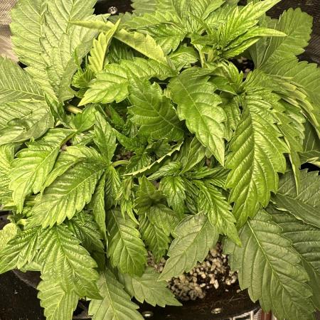 Winter semi full term run