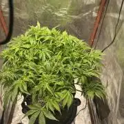 Winter semi full term run