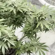 Winter semi full term run