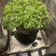 Winter semi full term run