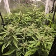 Apple Friter Auto Rqs