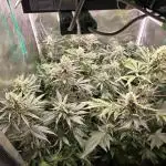 150w Led, 5 Strains