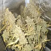 Apple Friter Auto Rqs