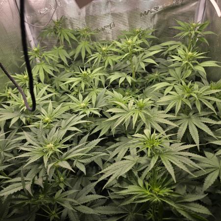 Back to Synthetic Nutrients