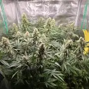 Back to Synthetic Nutrients