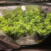 2x Girl Scout Cookies (Clones)