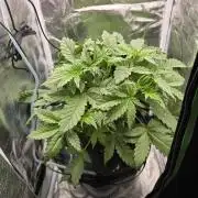 Dwc test run Northern Lights