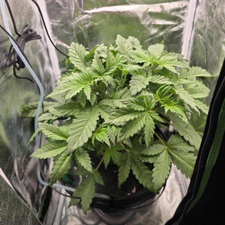 Dwc test run Northern Lights