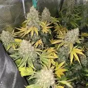 Back to Synthetic Nutrients