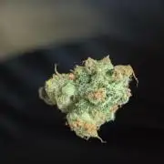 Gmo Cookies and White Widow Dwc