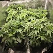 Back to Synthetic Nutrients